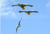 Воздушный змей для охоты на белолобого гуся объемный парящий АРТ в сборе
